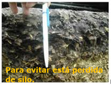 Cargar imagen en el visor de la galería, MOLD-ZAP 63%
